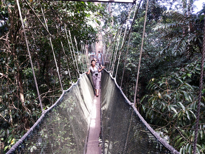 Jembatan gantung Poring Canopy Walk di Botanical Garden, Gunung Kinabalu. (Foto Silvia Galikano)