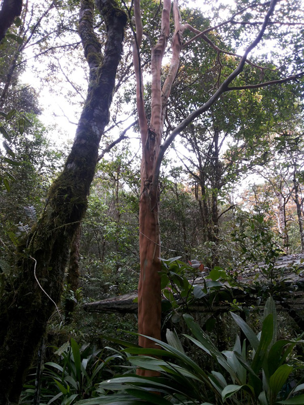 Pohon pelawan di Botanical Garden, Gunung Kinabalu, 2015. (Foto SIlvia Galikano)